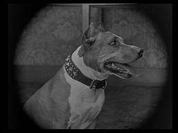 The legendary Luke the Dog